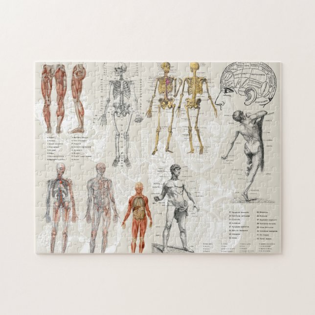 Vintage Anatomy Biology Illustrations Jigsaw Puzzle (Horizontal)