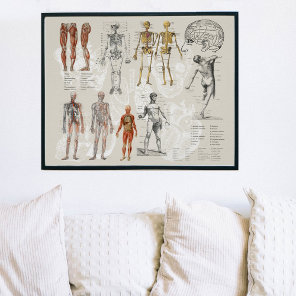 Vintage Anatomy Biology Illustrations Poster