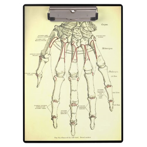 Vintage Anatomy  Bones of the Hand Clipboard