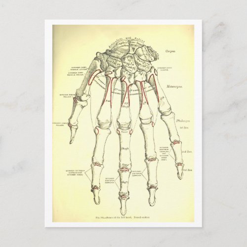 Vintage Anatomy  Bones of the Hand Postcard