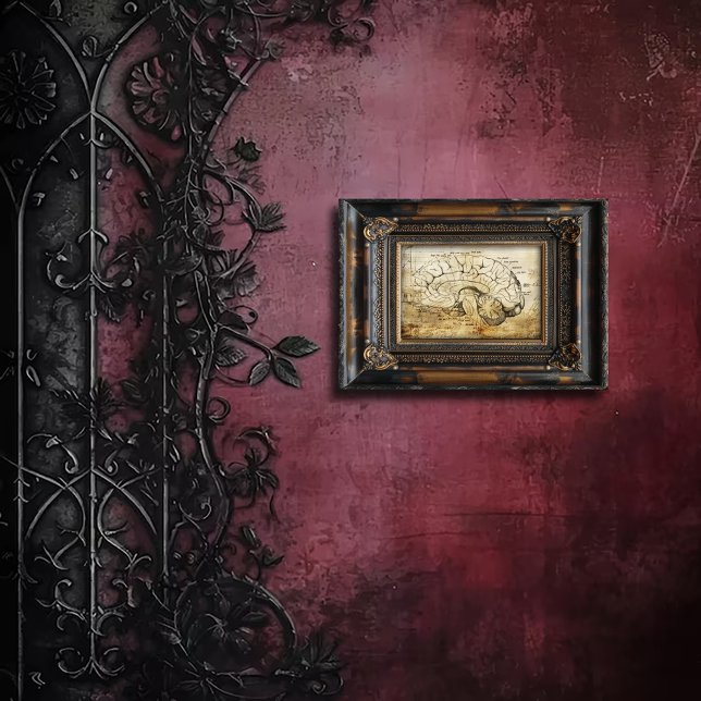 Vintage Anatomy Brain Diagram Photo Print (Creator Uploaded)