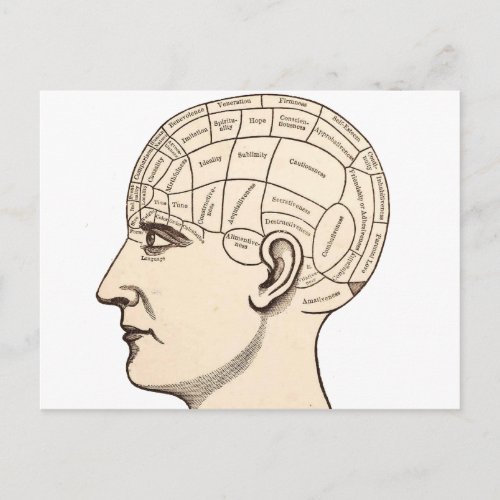Vintage Anatomy Brain Map Image Postcard