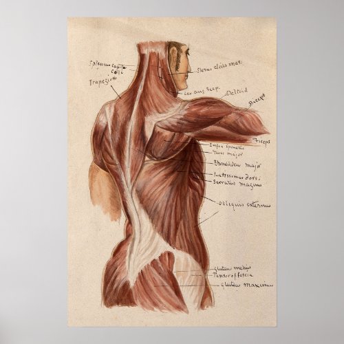 Vintage Anatomy Chart Poster