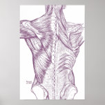 Vintage Anatomy Drawing Back Muscles Purple Poster at Zazzle