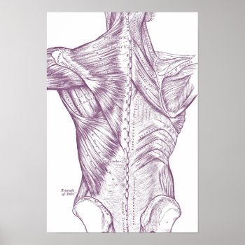 Vintage Anatomy Drawing Back Muscles Purple Poster by vintage_anatomy at Zazzle