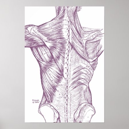 Vintage Anatomy Drawing Back Muscles Purple Poster