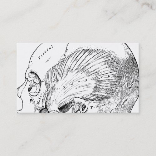 Vintage Anatomy Drawing Human Temporal Muscle Business Card