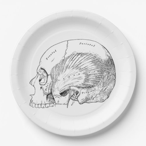 Vintage Anatomy Drawing Human Temporal Muscle Paper Plates