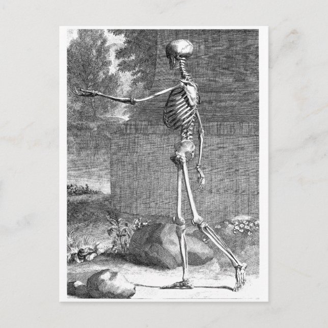 Vintage anatomy drawing, side view, skeleton postcard (Front)