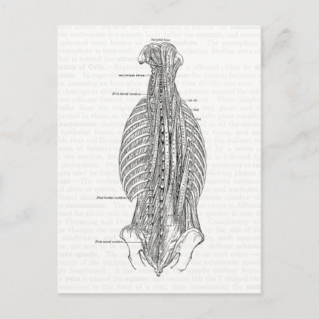 Vintage Anatomy Drawing The Back Postcard (Front)