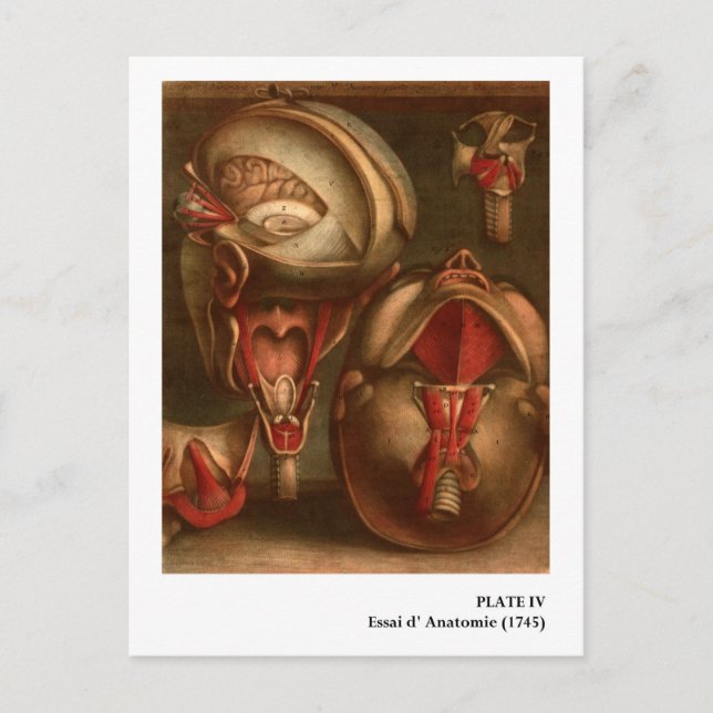Vintage Anatomy | Head and Neck Postcard (Front)
