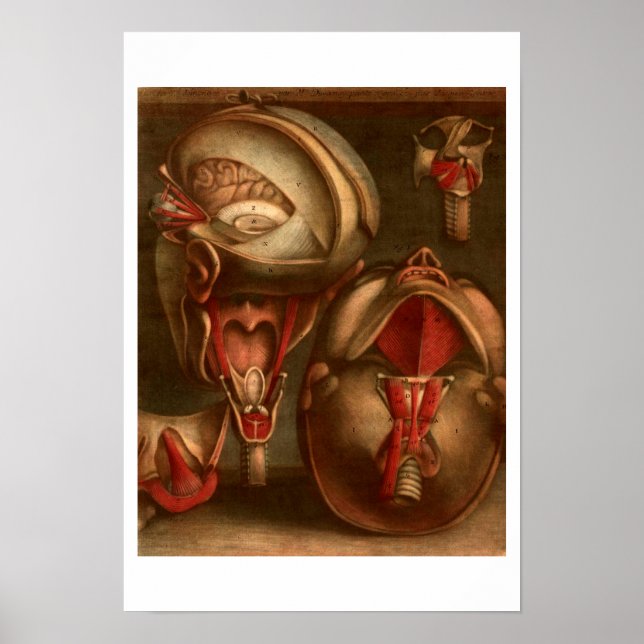 Vintage Anatomy | Head and Neck Poster (Front)
