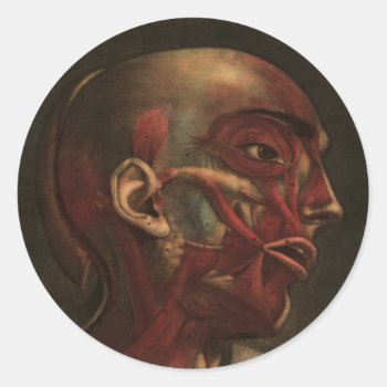 Vintage Anatomy | Head  Neck  And Shoulders Classic Round Sticker by vintage_anatomy at Zazzle