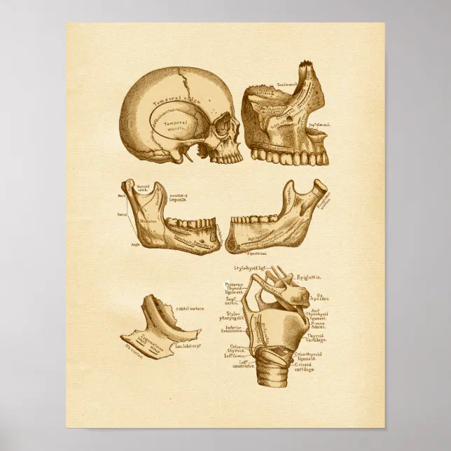 Vintage Anatomy Illustration Bones of Skull Poster | Zazzle