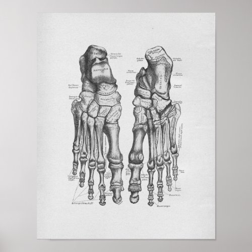 Vintage Anatomy Illustration Foot Bones Poster