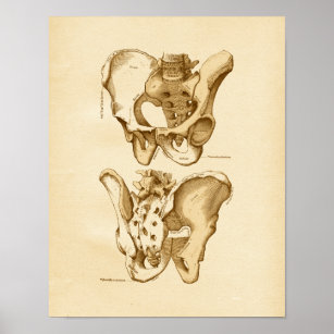 Bones of the pelvic girdle. skeletal Poster Art Print, Home Decor