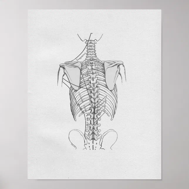 Vintage Anatomy Illustration Spine Poster | Zazzle