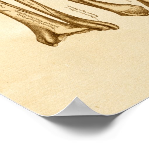 Vintage Anatomy Illustration Tibia Fibula Bones Poster | Zazzle