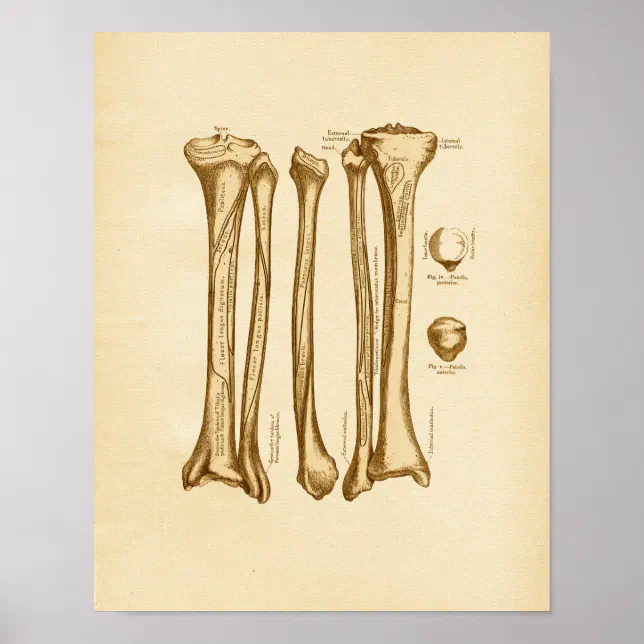 Vintage Anatomy Illustration Tibia Fibula Bones Poster | Zazzle