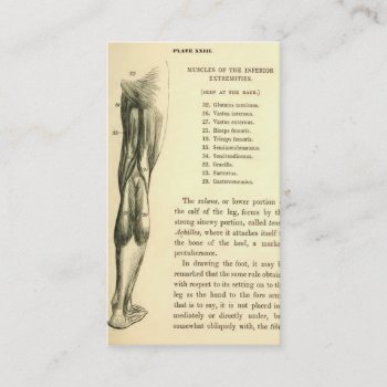 Vintage Anatomy | Leg Muscles Business Card by vintage_anatomy at Zazzle