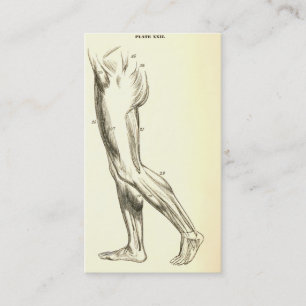 Vintage Anatomy Leg Muscles II (ca. 1852) Business Card