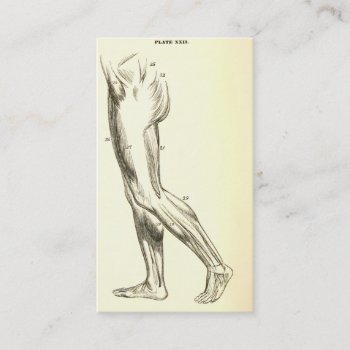 Vintage Anatomy | Leg Muscles Ii (ca. 1852) Business Card by vintage_anatomy at Zazzle