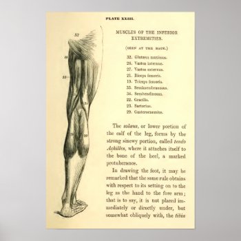 Vintage Anatomy | Leg Muscles Poster by vintage_anatomy at Zazzle