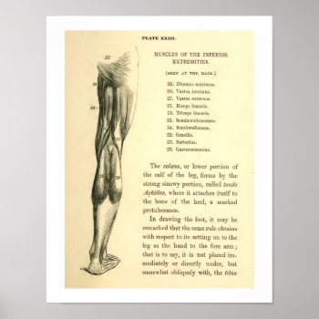 Vintage Anatomy | Leg Muscles Poster by vintage_anatomy at Zazzle