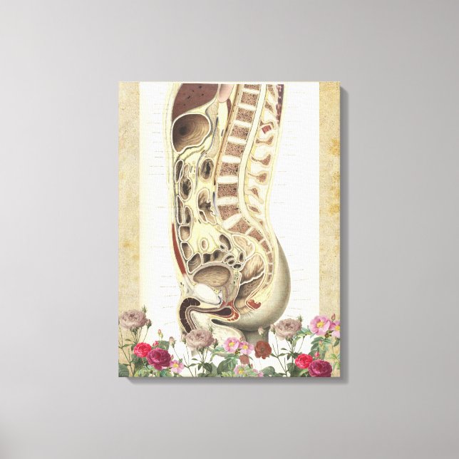 Vintage anatomy medical canvas art print  (Front)