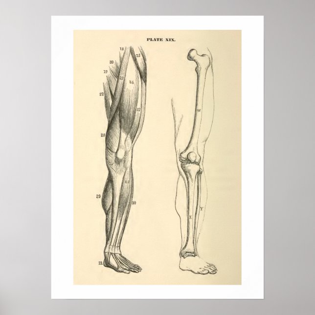 Vintage Anatomy Muscles and Bones Human Leg Poster (Front)