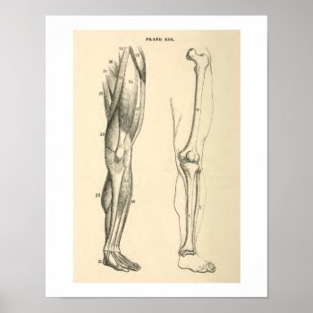Vintage Anatomy Muscles And Bones Human Leg Poster by vintage_anatomy at Zazzle