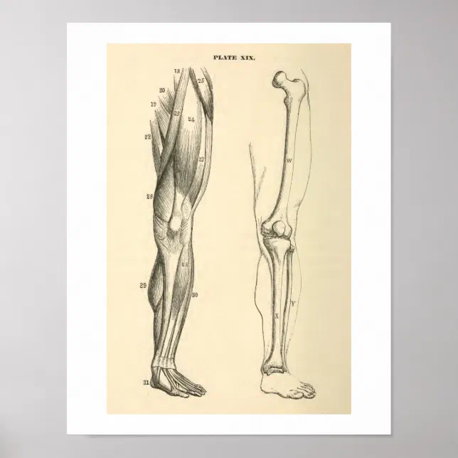 human leg sketch