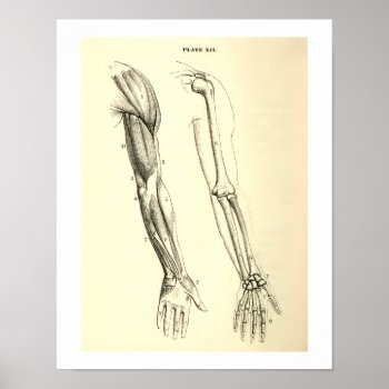 Vintage Anatomy | Muscles And Bones Of The Arm Poster by vintage_anatomy at Zazzle