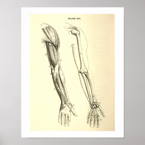 Vintage Anatomy  Muscles and Bones of the Arm Poster