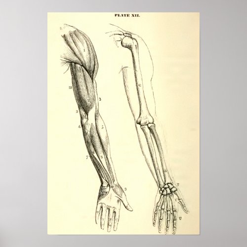 Vintage Anatomy  Muscles and Bones of the Arm Poster