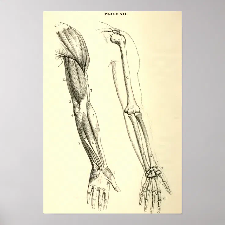 arm bones and muscles