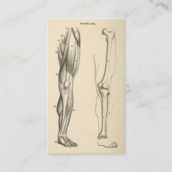 Vintage Anatomy |   Muscles And Bones Of The Leg Business Card by vintage_anatomy at Zazzle