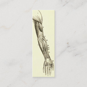 Vintage Anatomy   Muscles of the Arm  (circa 1852) Mini Business Card