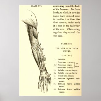 Vintage Anatomy | Muscles Of The Arm  (circa 1852) Poster by vintage_anatomy at Zazzle