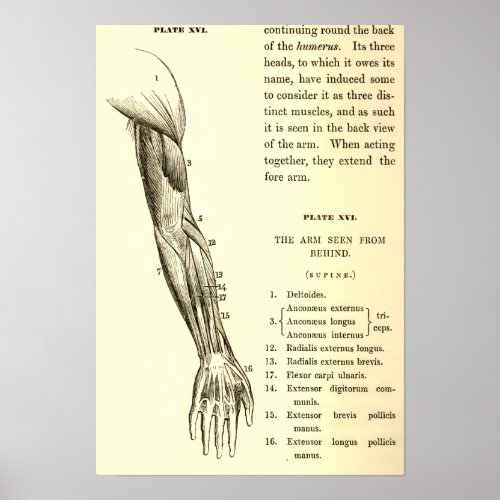 Vintage Anatomy  Muscles of the Arm  circa 1852 Poster