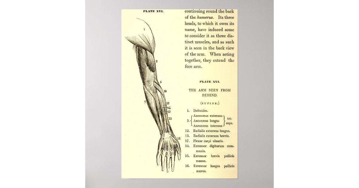Vintage Anatomy | Muscles of the Arm (circa 1852) Poster | Zazzle