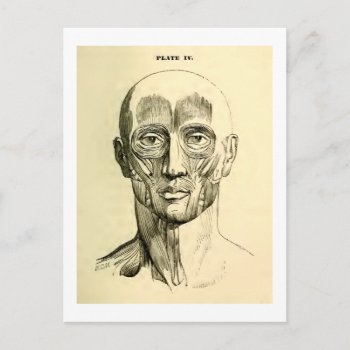 Vintage Anatomy | Muscles Of The Face (circa 1852) Postcard by vintage_anatomy at Zazzle