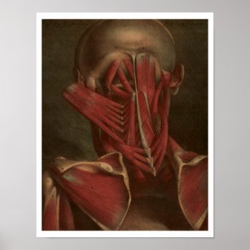 Vintage Anatomy | Neck And Shoulders Poster by vintage_anatomy at Zazzle