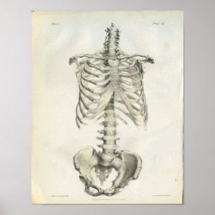 Vintage Anatomy of Axial Skeleton Poster