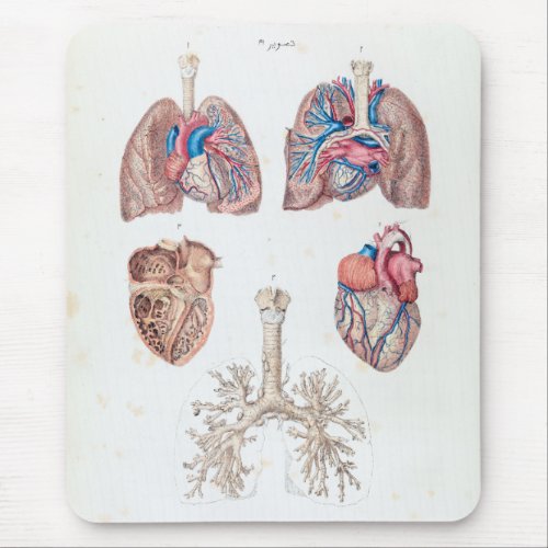 Vintage Anatomy of Human Heart and Lungs Mouse Pad