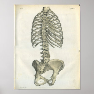 Vintage Anatomy of Posterior Spine Poster