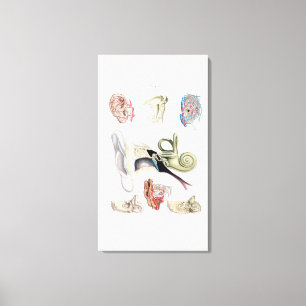 Vintage Anatomy of the Human Ear Canvas Print