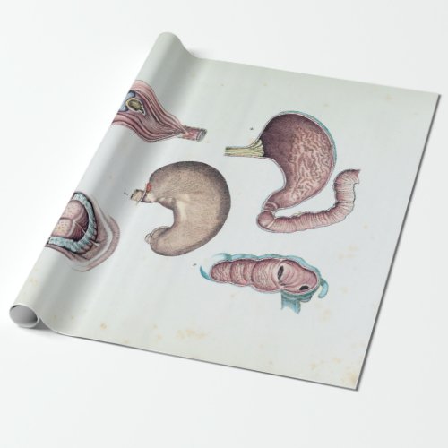 Vintage Anatomy of the Human Mouth and Stomach Wrapping Paper