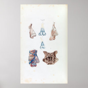 Vintage Anatomy of the Human Nose and Sinuses Poster