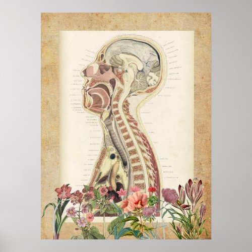 Vintage anatomy  Poster wall art 